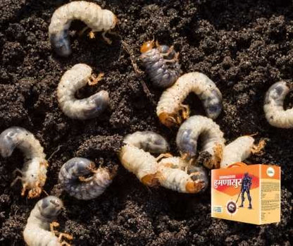 Humnasur is used to control white grub problem occuring in sugarcane, groundnut, garden lawns 