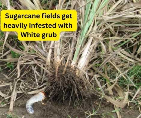 sugarcane get heavily infested with white grub