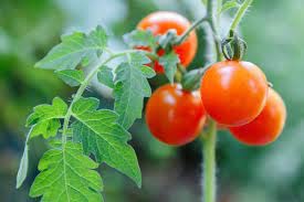 Iagrifarm Phosphobacteria: The Natural Powerhouse for Healthy Crops and Bigger Harvests.