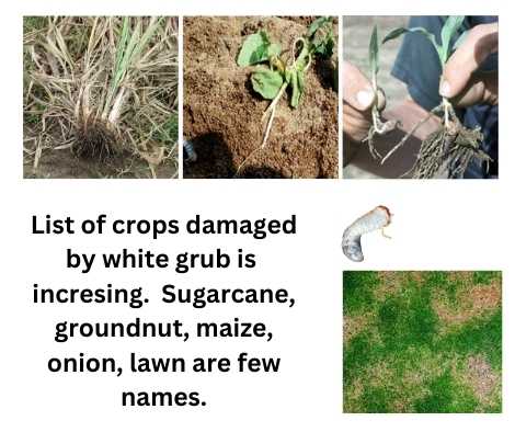 list of crops damaged by white grub is increasing. sugarcane, groundnut, maize, onion, lawn