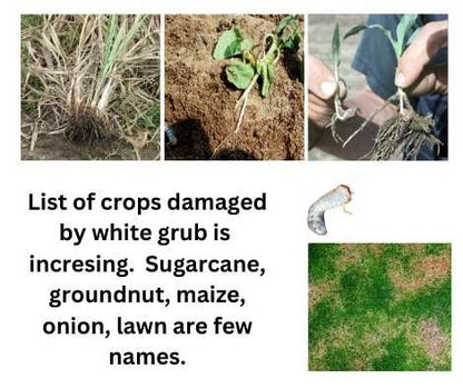 list of crops damaged by white grub is increasing. sugarcane, groundnut, maize, onion, lawn