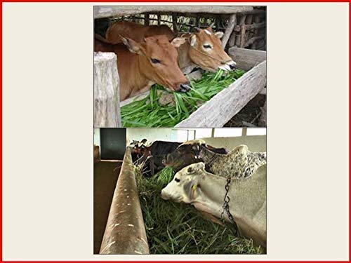 RK Seeds – Napier grass seeds, Elephant grass, Pennisetum purpureum MULTI CUTTING/HIGH-PROTEIN/HIGH YIELD Grass Seeds - Pack of 850 gm
