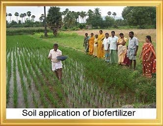 Iagrifarm Phosphobacteria: The Natural Powerhouse for Healthy Crops and Bigger Harvests.