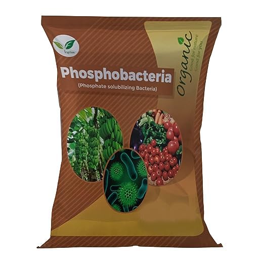 Iagrifarm Phosphobacteria: The Natural Powerhouse for Healthy Crops and Bigger Harvests.
