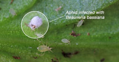 Bio bassiana contain spores of Beauveria bassiana, a naturally occurring entomopathogenic fungus that infects insect pests.