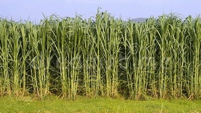 सुपर नेपियर घास के बीज स्टिक 70 का पैक