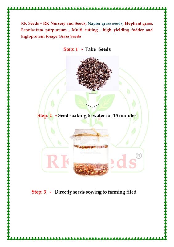 RK Seeds – Napier grass seeds, Elephant grass, Pennisetum purpureum MULTI CUTTING/HIGH-PROTEIN/HIGH YIELD Grass Seeds - Pack of 750 gm