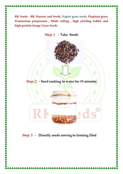 RK Seeds – Napier grass seeds, Elephant grass, Pennisetum purpureum MULTI CUTTING/HIGH-PROTEIN/HIGH YIELD Grass Seeds - Pack of 750 gm