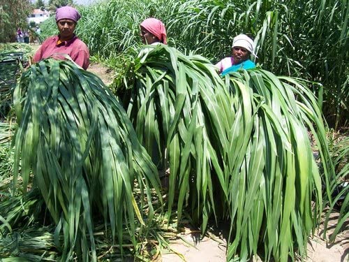 SRI SAI FORESTRY सुपर नेपियर गवत बियाणे (500 चे पॅक) उच्च उत्पन्न, मल्टी कट गवत