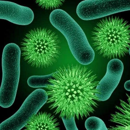 Iagrifarm Phosphobacteria: The Natural Powerhouse for Healthy Crops and Bigger Harvests.