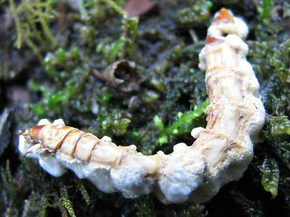 Bio bassiana contain spores of Beauveria bassiana, a naturally occurring entomopathogenic fungus that infects insect pests.