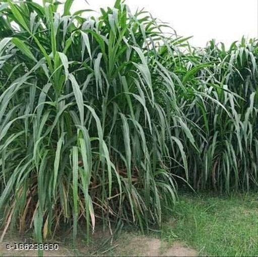 SRI SAI FORESTRY नेपियर ग्रास सीड्स, किंग नेपियर, एलिफंट ग्रास सीड, ऑस्ट्रेलियन नेपियर गवत - 1KG मल्टी कट ग्रास सीड