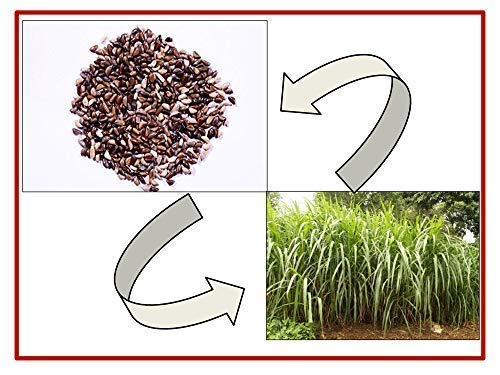 RK Seeds – Napier grass seeds, Elephant grass, Pennisetum purpureum MULTI CUTTING/HIGH-PROTEIN/HIGH YIELD Grass Seeds - Pack of 850 gm