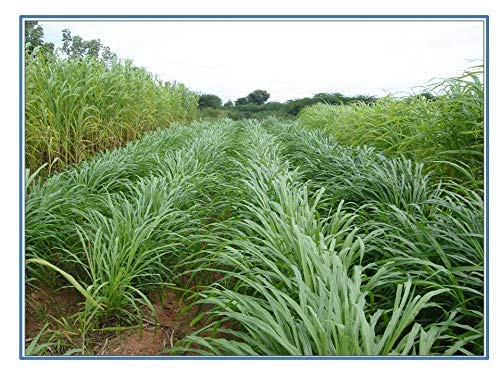 RK Seeds – Napier grass seeds, Elephant grass, Pennisetum purpureum MULTI CUTTING/HIGH-PROTEIN/HIGH YIELD Grass Seeds - Pack of 850 gm