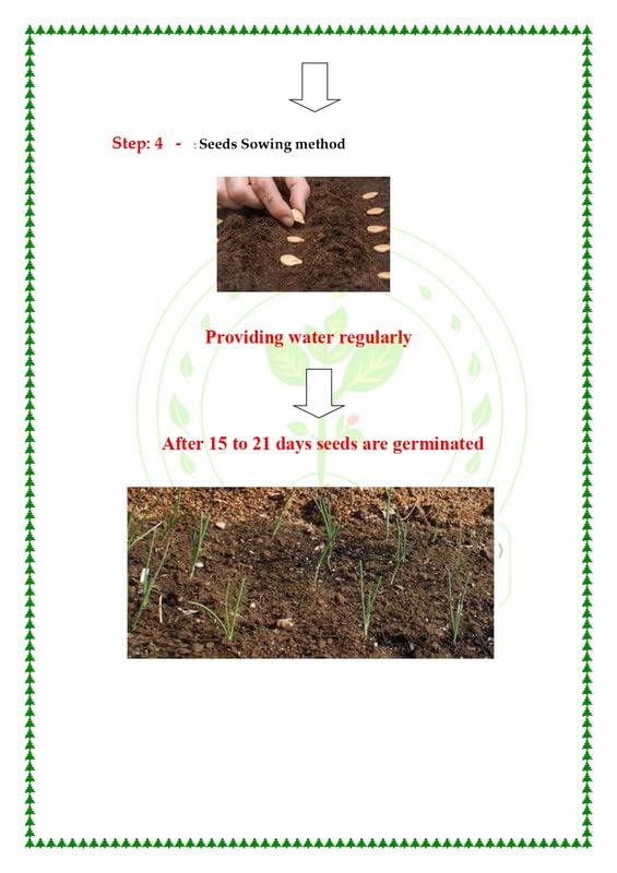 RK Seeds – Napier grass seeds, Elephant grass, Pennisetum purpureum MULTI CUTTING/HIGH-PROTEIN/HIGH YIELD Grass Seeds - Pack of 750 gm