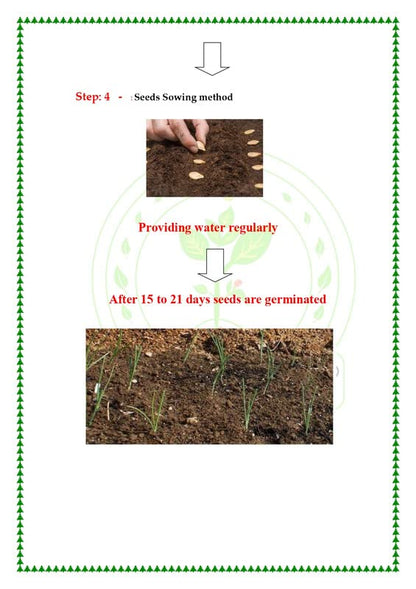 RK Seeds – Napier grass seeds, Elephant grass, Pennisetum purpureum MULTI CUTTING/HIGH-PROTEIN/HIGH YIELD Grass Seeds - Pack of 750 gm