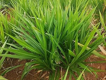 सुपर नेपियर घास के बीज स्टिक 70 का पैक