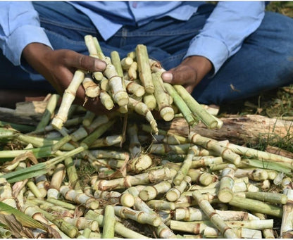 सुपर नेपियर घास के बीज स्टिक 50 का पैक