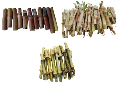 सुपर नेपियर (50 तुकडा) | स्मार्ट नेपियर (25 तुकडा) | ऑस्ट्रेलियन रेड नेपियर (25 तुकडा) | टोल 100 पीस मल्टी कॉम्बो पॅक