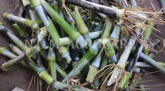 N.G.M.AGROCARE Super Napier/Pakchong-1 (Original Thailand Genetic) multi-cut hybrid fodder double nodes grass slips for Animal Husbandry like Cow, Buffalo, Goat, Sheep, Poultry, Rabbit (Pack of 10Nos)