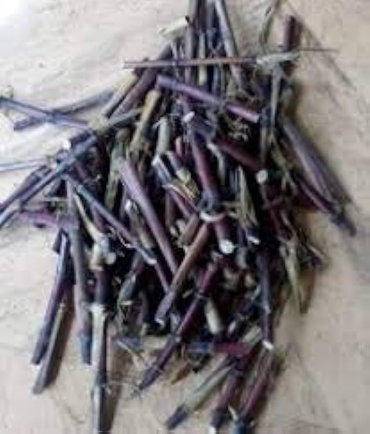 Red super napier grass stick,100% germination (70 stick)