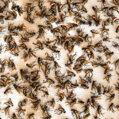Optifit® 100Pcs Fly Trap Kit for Insects, Whiteflies, Aphids, Leaf Minor, Ultra sticker Trap for Indoor, Greenhouse, Dining Room, Pesticide Free Fly Sticky Trap(26 x 19 cm)
