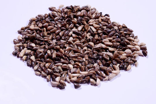 RK Seeds – Napier grass seeds, Elephant grass, Pennisetum purpureum MULTI CUTTING/HIGH-PROTEIN/HIGH YIELD Grass Seeds - Pack of 750 gm