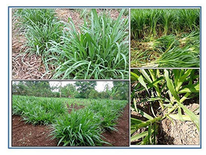 RK Seeds – Napier grass seeds, Elephant grass, Pennisetum purpureum MULTI CUTTING/HIGH-PROTEIN/HIGH YIELD Grass Seeds - Pack of 850 gm