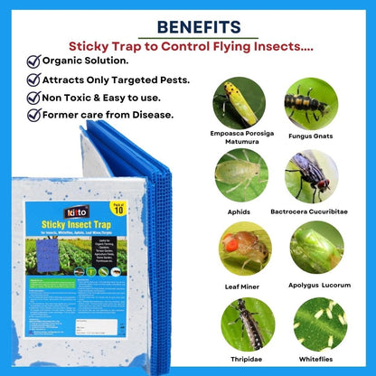 Kitto Blue Non-Toxic and Chemical-Free Fly Insect Trap Pads for Insects, Whiteflies, Aphids, Leaf Miner, Thrips (Pack of 10)