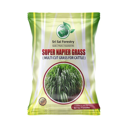 SRI SAI FORESTRY सुपर नेपियर गवत बियाणे (500 चे पॅक) उच्च उत्पन्न, मल्टी कट गवत
