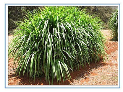 RK Seeds – Napier grass seeds, Elephant grass, Pennisetum purpureum MULTI CUTTING/HIGH-PROTEIN/HIGH YIELD Grass Seeds - Pack of 850 gm