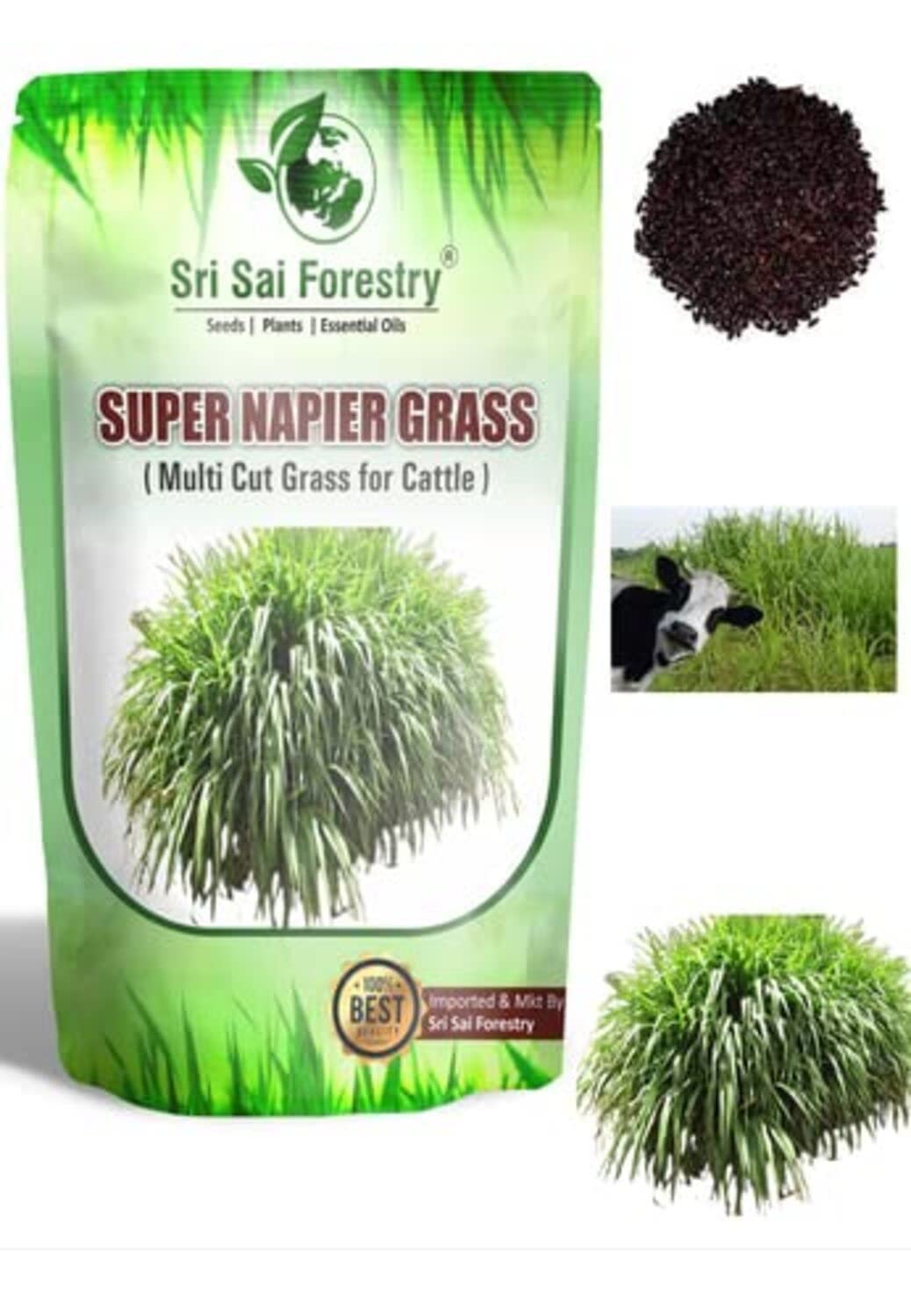 SRI SAI FORESTRY सुपर नेपियर गवत बियाणे (500 चे पॅक) उच्च उत्पन्न, मल्टी कट गवत