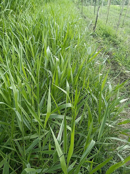 सुपर नेपियर घास के बीज स्टिक 70 का पैक