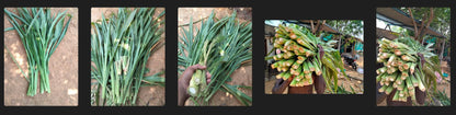American 5G Napier Grass Stem - Gutemala grass/American Napier/Mexican Napier (5 Stems with Two Node packed the stems with soil so stems will live for 15 days)