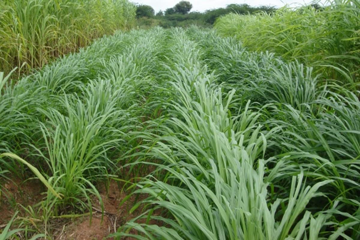 RK Seeds – Napier grass seeds, Elephant grass, Pennisetum purpureum MULTI CUTTING/HIGH-PROTEIN/HIGH YIELD Grass Seeds - Pack of 750 gm