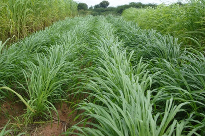RK Seeds – Napier grass seeds, Elephant grass, Pennisetum purpureum MULTI CUTTING/HIGH-PROTEIN/HIGH YIELD Grass Seeds - Pack of 750 gm