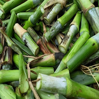 सुपर नेपियर (50 तुकडा) | स्मार्ट नेपियर (25 तुकडा) | ऑस्ट्रेलियन रेड नेपियर (25 तुकडा) | टोल 100 पीस मल्टी कॉम्बो पॅक