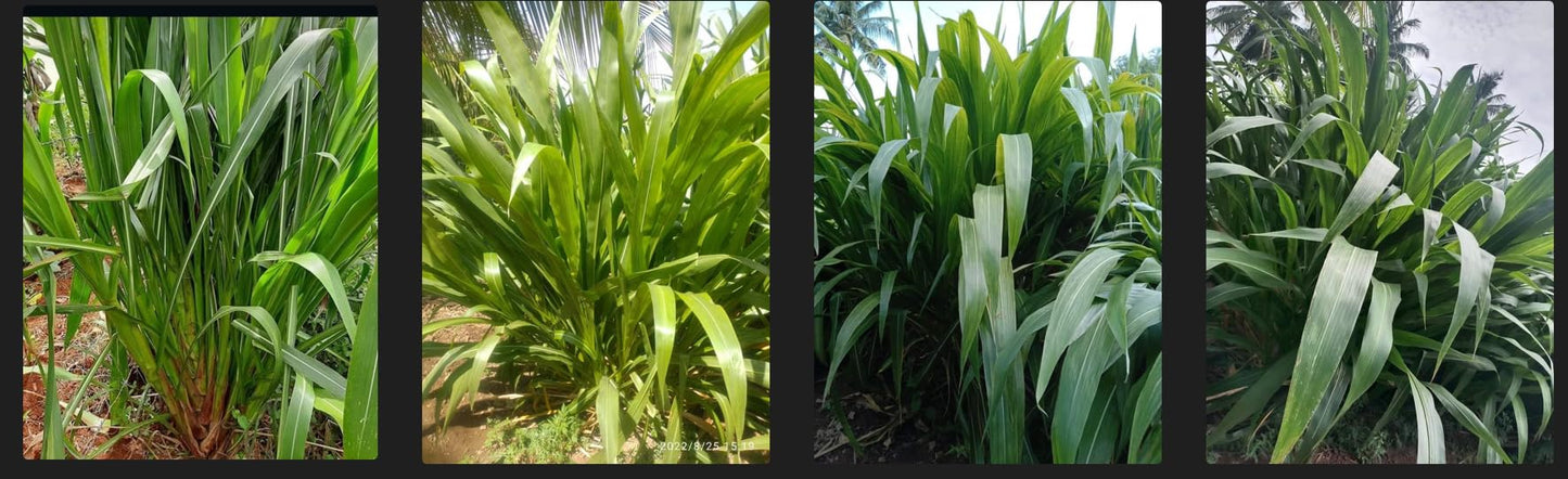 American 5G Napier Grass Stem - Gutemala grass/American Napier/Mexican Napier (5 Stems with Two Node packed the stems with soil so stems will live for 15 days)