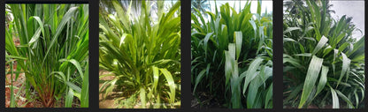 American 5G Napier Grass Stem - Gutemala grass/American Napier/Mexican Napier (5 Stems with Two Node packed the stems with soil so stems will live for 15 days)