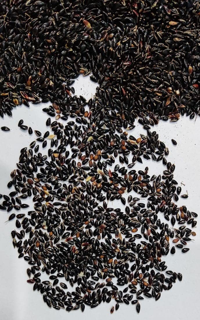 EasySeeds™ सुपर नेपियर गवत, हायब्रीड गवत, ऑस्ट्रेलियन रेड नेपियर गवत, एलिफंट ग्रास सीड्स (100 बियांचे पॅक)