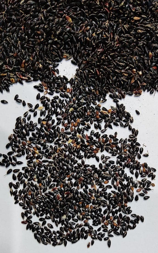 EasySeeds™ सुपर नेपियर गवत, हायब्रीड गवत, ऑस्ट्रेलियन रेड नेपियर गवत, एलिफंट ग्रास सीड्स (100 बियांचे पॅक)