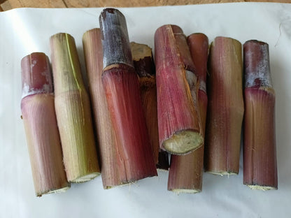 Red napier Grass | Australian Napier | Napier Stick | Pack of 25 Red Napier Grass Stick