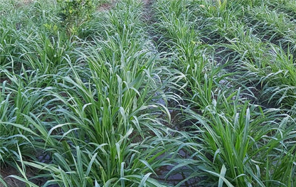 RK Seeds – Napier grass seeds, Elephant grass, Pennisetum purpureum MULTI CUTTING/HIGH-PROTEIN/HIGH YIELD Grass Seeds - Pack of 750 gm