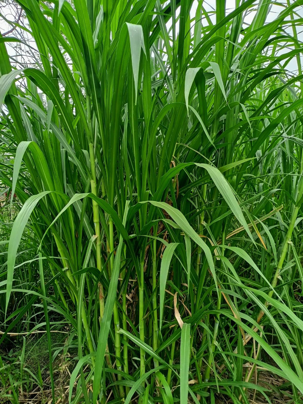 सुपर नेपियर (50 तुकडा) | स्मार्ट नेपियर (25 तुकडा) | ऑस्ट्रेलियन रेड नेपियर (25 तुकडा) | टोल 100 पीस मल्टी कॉम्बो पॅक