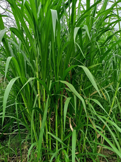 सुपर नेपियर (50 तुकडा) | स्मार्ट नेपियर (25 तुकडा) | ऑस्ट्रेलियन रेड नेपियर (25 तुकडा) | टोल 100 पीस मल्टी कॉम्बो पॅक