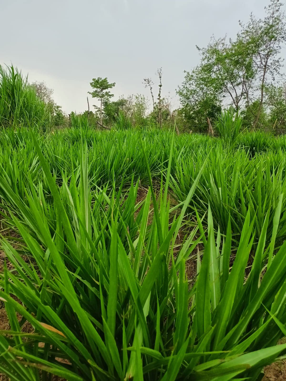 सुपर नेपियर (50 तुकडा) | स्मार्ट नेपियर (25 तुकडा) | ऑस्ट्रेलियन रेड नेपियर (25 तुकडा) | टोल 100 पीस मल्टी कॉम्बो पॅक
