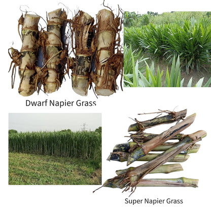 N.G.M.AGROCARE Dwarf Napier and Super Napier Grass Stick, Each 10 Total 20 Fresh Stick