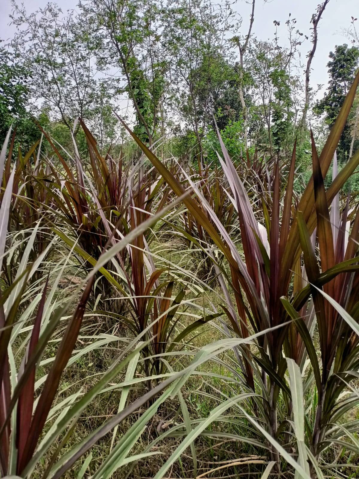 सुपर नेपियर (50 तुकडा) | स्मार्ट नेपियर (25 तुकडा) | ऑस्ट्रेलियन रेड नेपियर (25 तुकडा) | टोल 100 पीस मल्टी कॉम्बो पॅक
