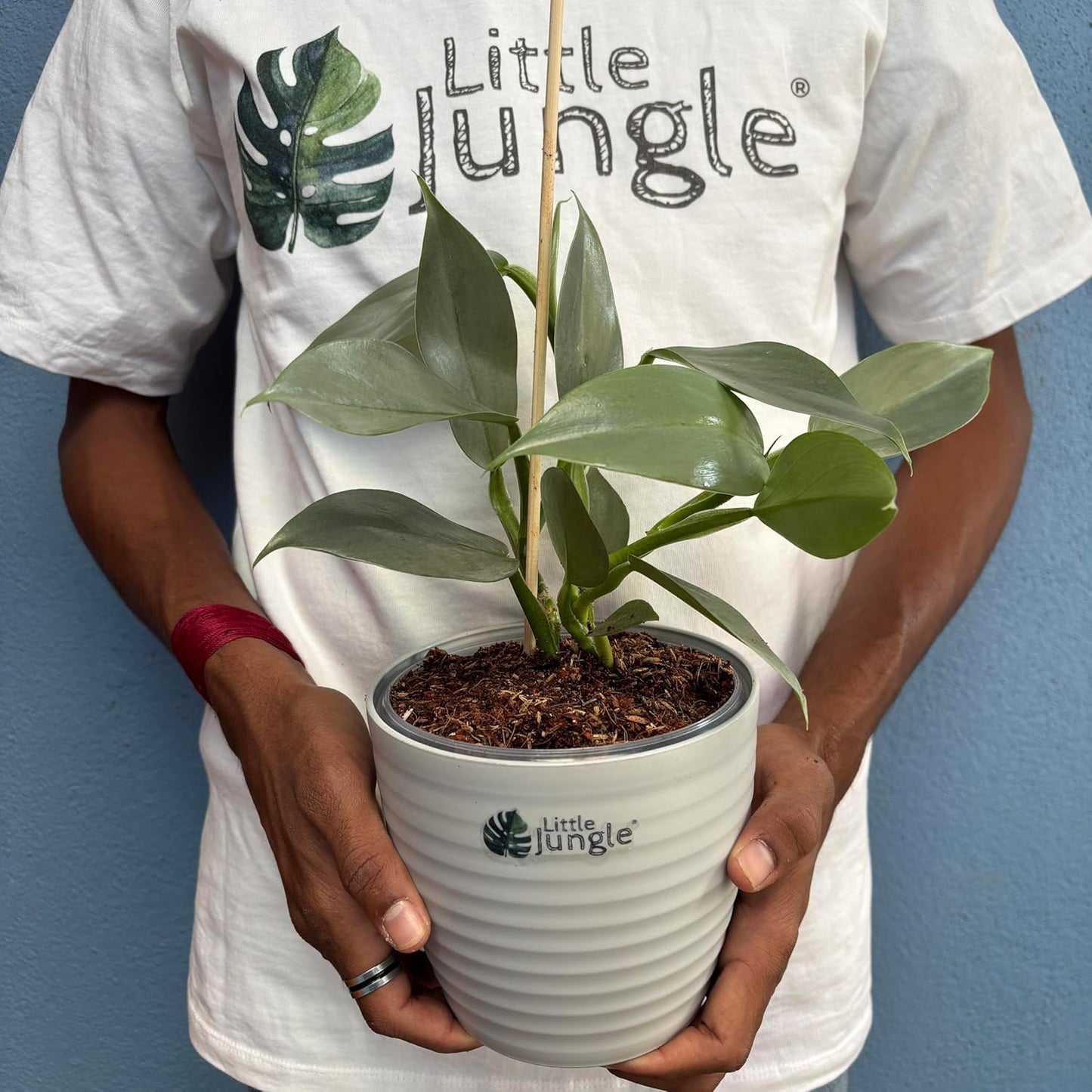 तुमच्या घराला द्या हिरवीगार आणि ताजी हवा! Philodendron Hashtum Silver आता ऑफर मध्ये!