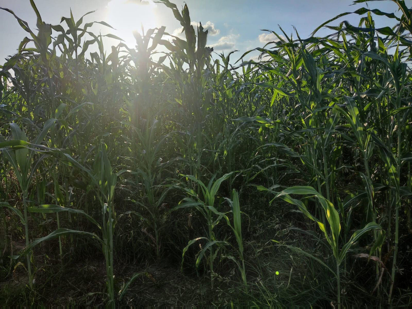 EasySeeds™ सुपर नेपियर गवत, हायब्रीड गवत, ऑस्ट्रेलियन रेड नेपियर गवत, एलिफंट ग्रास सीड्स (100 बियांचे पॅक)